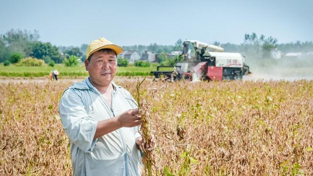 安徽望江：科技助农丰收景 有机蔬菜收获忙