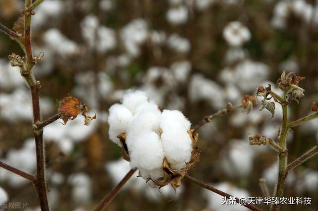 棉花种植管理要点，农民：高亩产都是怎么种出来的？