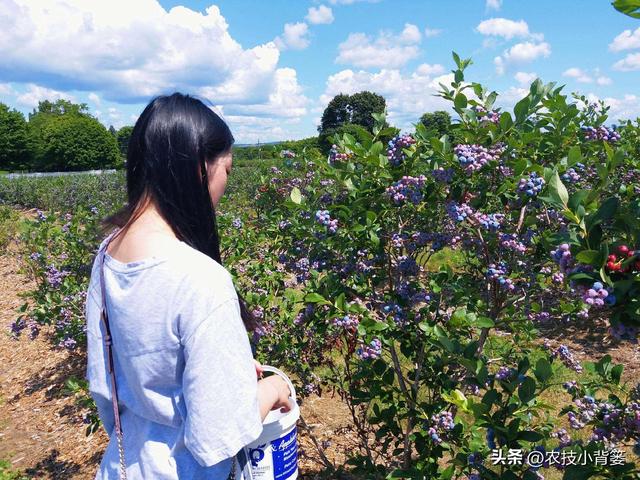 种植健壮高产蓝莓，怎样选苗、选地、改土、调酸？怎样科学定植？