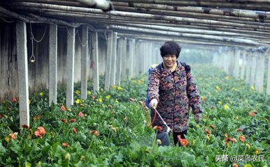 菊花种植的注意事项