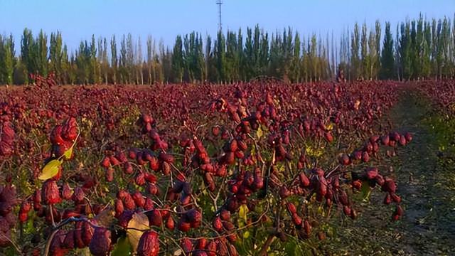 大枣种植的技术是什么，这样种植可以实现优质和高产