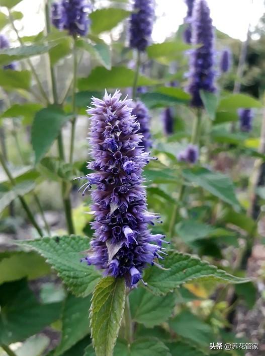 最值得养的5种香草植物，一次播种，无限采摘