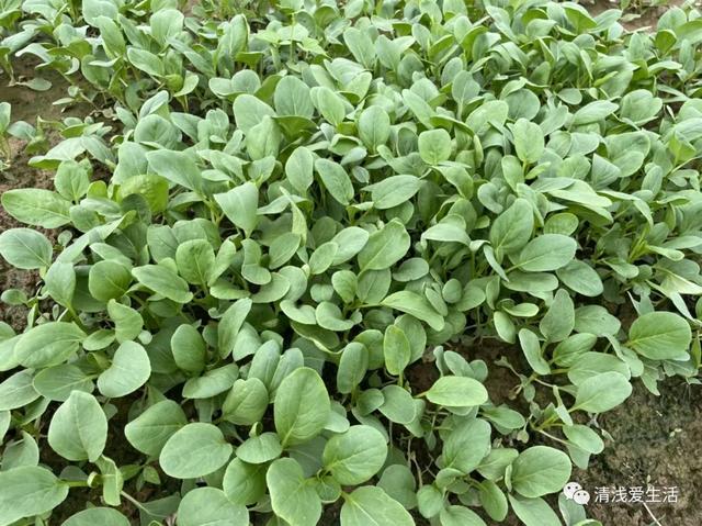 家庭种菜适合8月份播种的12种蔬菜