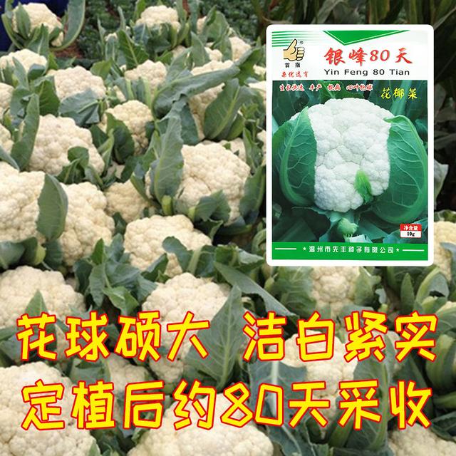 6到8月高温季节，花菜种植难度大！这个花菜品种，丰产又抗病