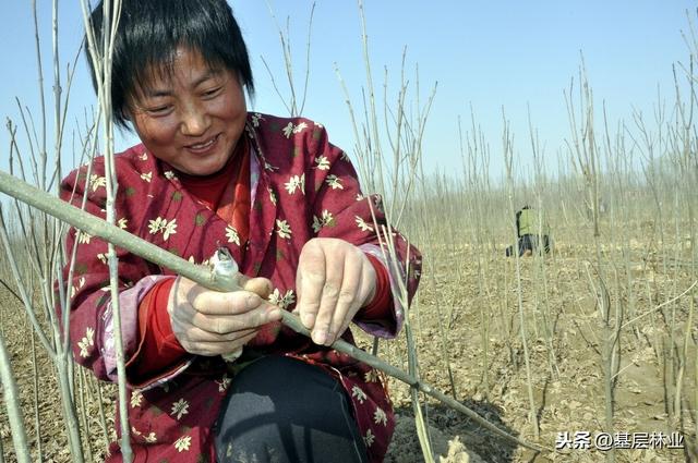 农民朋友切记：嫁接树苗应该这样处置和栽植