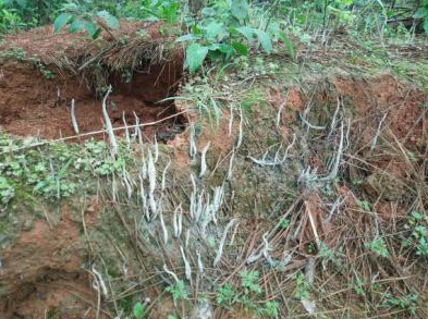 这种野生物，它在民间的作用是不容小觑的，今后碰到请重视和珍惜