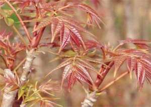 大棚种植香椿利润(2018香椿芽苗菜价格多少钱一斤？种植前景怎样？利润有多大？)