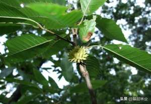 种植杉木经济效益(一个种植周期亩产值过万，经济效益可与杉木媲美的硬杂木——麻栎)