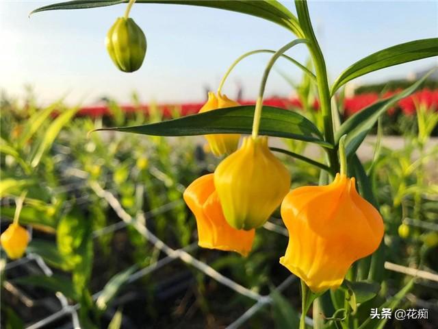 百合中的奇特品种，花开像宫灯，能开半年，轻松养爆盆！