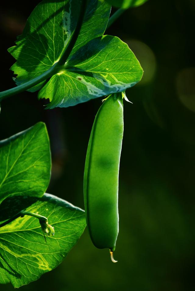 秋天如何种植豌豆尖？农学博士的5个种植小技巧，学起来