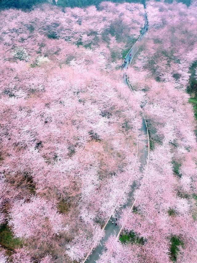 “全球最大樱花基地”就在贵州！70多万株樱花树，惊艳世界