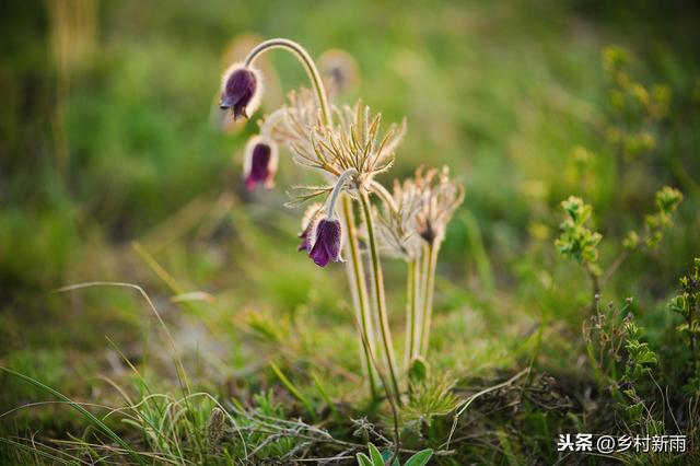 每日春花｜白头翁：若岁月可回头，且以深情共白首