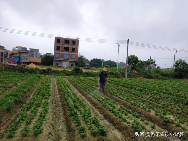 花生想高产，重点打好3遍肥和药，但要掌握好喷打时间与配方技巧