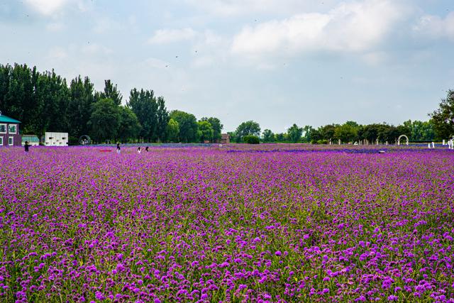 北京最美的季节里，北京号带您打卡秋日花海