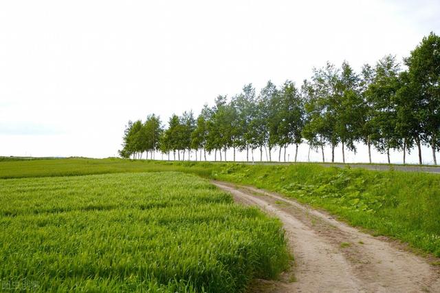 牧草高效栽培技术，掌握以下方法，促进牧草的生长，建设人工草地