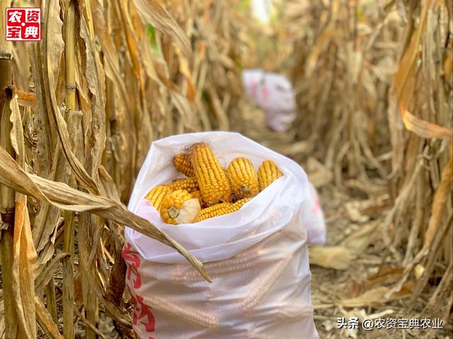 宽板粮典范，这个玉米品种亩产1018.6kg，农民喜开颜