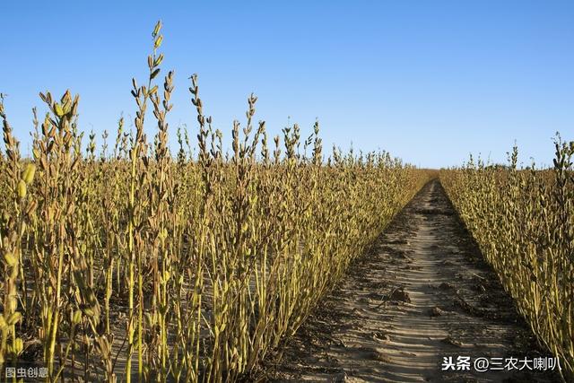 芝麻要高产，播种尽量浅！具体怎么管？专家给答案！