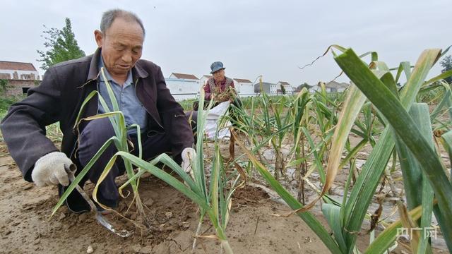 河南周口：丰收季大蒜采销忙