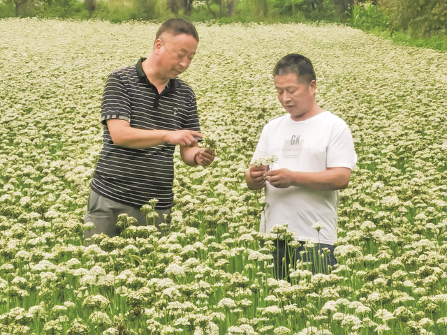 洛南县：韭菜开出致富花