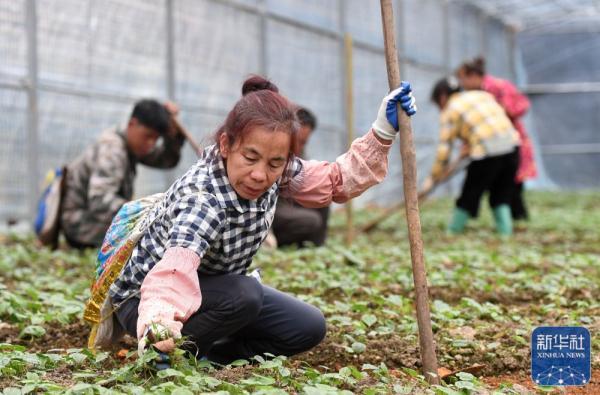 广西金秀：中药材种植助增收