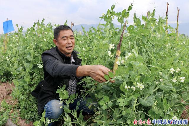 云南楚雄烟草助力彝州烟农增收致富