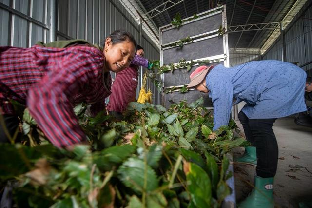 贵州从江：中药材种植助乡村振兴