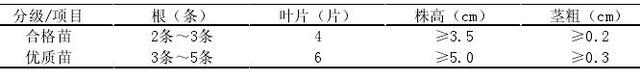 铁皮石斛栽培技术规程