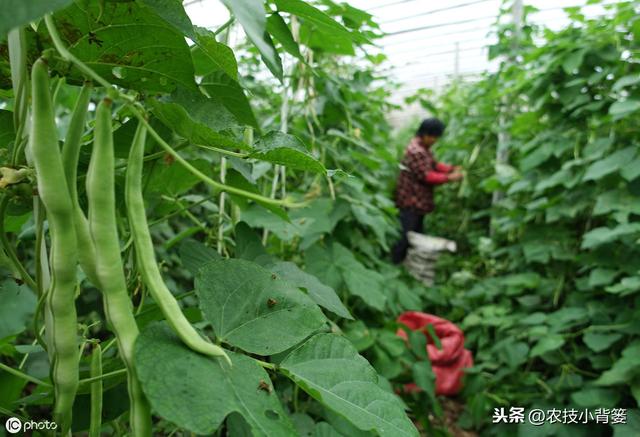 摸透芸豆生长规律，学会芸豆播种管理技巧，提高芸豆产量收益！