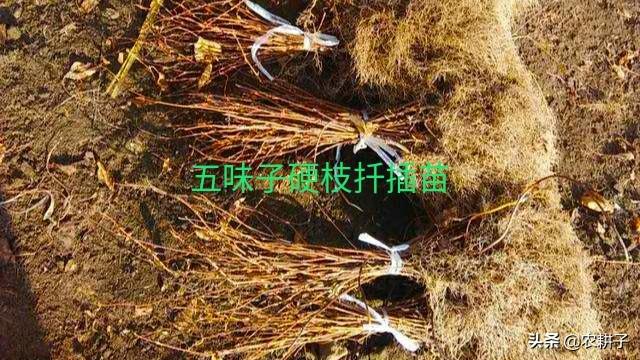 五味子育苗：5种方法都安全可靠，关键技术掌握好，繁殖不再难