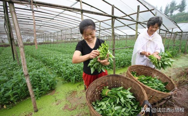 空心菜长哪？北方：土里一年割几茬，南方：“水中青龙”下饭神菜