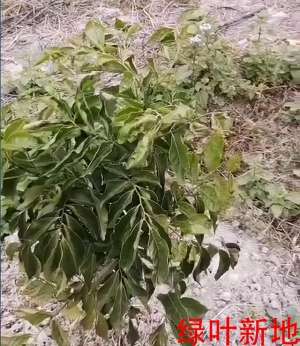 黄皮树种植技术视频(绿叶新地“变形记”之《黄皮果树》)