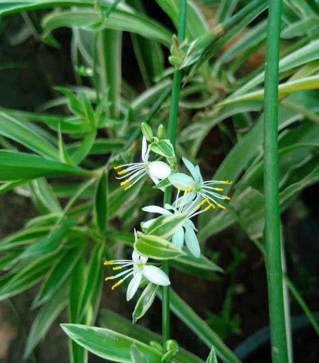 室内花卉大揭秘！不挑土、不怕阴、不易死的十大推荐