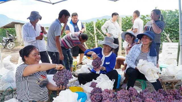 「今日宾川」标准化种植成效显 宾川葡萄效益好