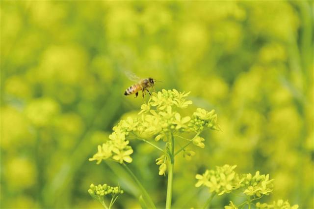 唐山丰润：板蓝根花开遍地金