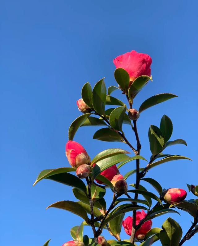 “春不冷，夏不热，秋不干，冬不湿”，茶花的四季莳养