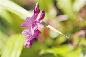 云南白芨种植(大闸村建起千亩白芨基地)