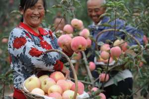 金花菜的种植(种一茬，收几年，亩产400斤，每斤利润15元，明年试试？)