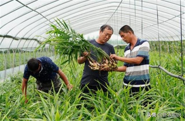 种姜致富有妙招，大棚生姜高产优质栽培技术