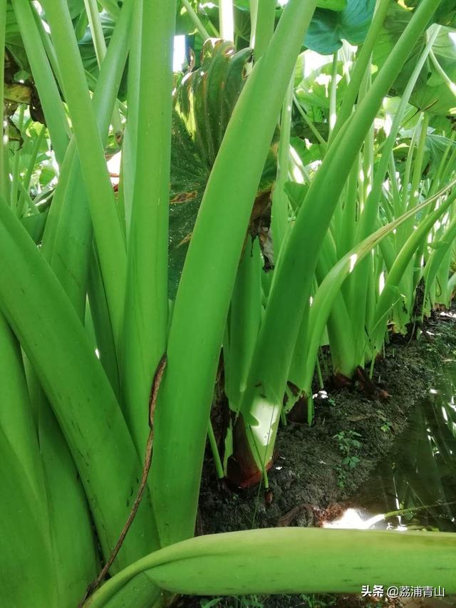 农民种植芋头，要想提高产量，这样才能种植出个头比较的芋头