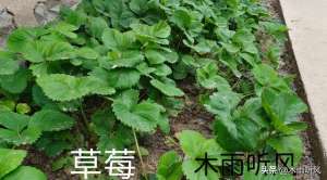 草莓种子的种植方法图(种植草莓，怎样育苗与管理？)