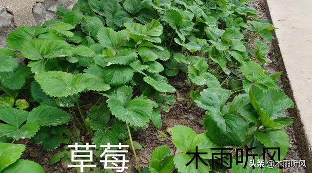 种植草莓，怎样育苗与管理？