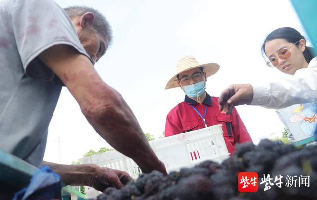 5000亩桑果熟了！小小桑果，成致富“金果”