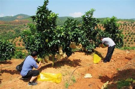 蜜柚种植怎么管理？蜜柚全年栽培管理经验汇总