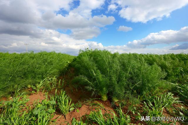 小茴香的栽培技术，与小茴香栽培生产特点，需要的朋友可以收藏