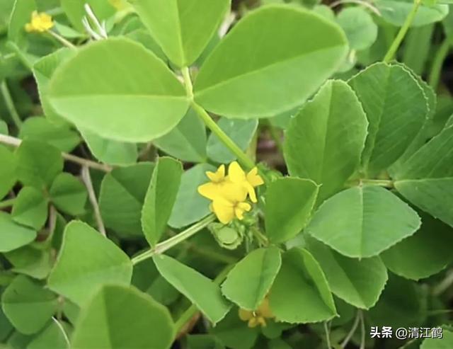 人们喜欢吃的顶流野菜“七头一脑”，到底是啥？妥妥的“刮油菜”