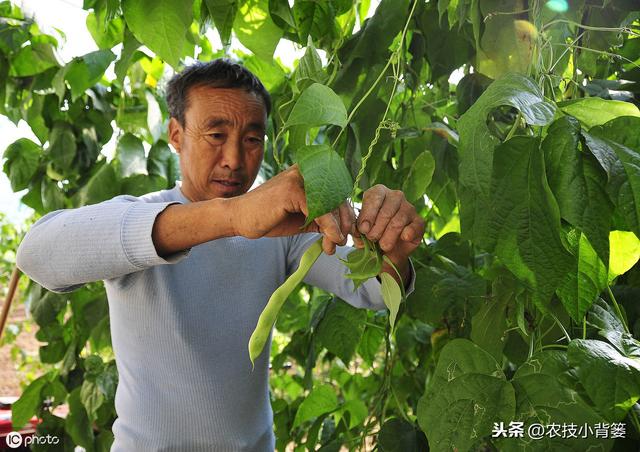 摸透芸豆生长规律，学会芸豆播种管理技巧，提高芸豆产量收益！