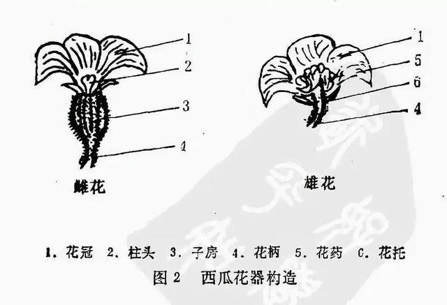 阳台不止可以养花，还能种西瓜，炎热的夏天就能吃到自己种的西瓜