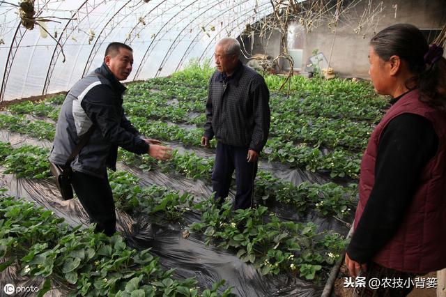 八九月份定植草莓刚刚好，这样栽种管理，缓苗成活率高不少