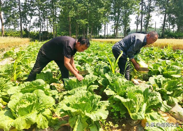 比粮食效益高，比中药材稳定，农民“三茬蔬菜”种植法，堪称典范