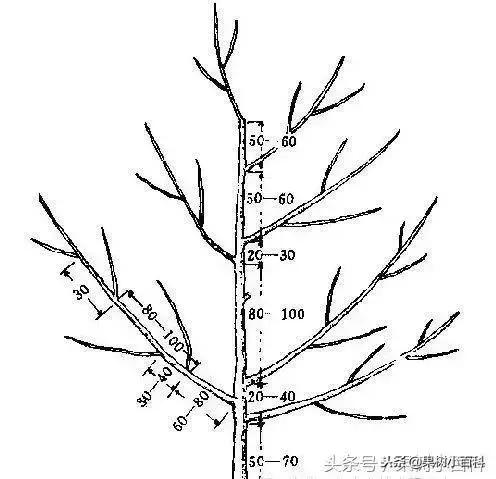 干货！梨树高产栽培技术，值得收藏！